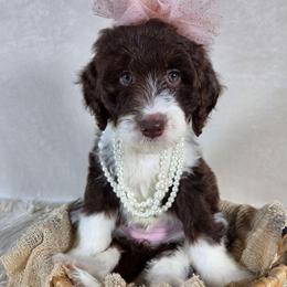 Pepper - Brown and white female Aussiedoodle puppy in Haleyville, Alabama from The Cuddly Dood Ranch