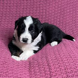 Black Tri Male - Black tri male Miniature Australian Shepherd puppy in Taunton, Massachusetts from Checkered Flag Champions Mini Aussies