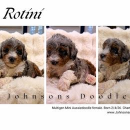 Rotini - Blue merle female Aussiedoodle puppy in North Royalton, Ohio from Johnson's Doodles