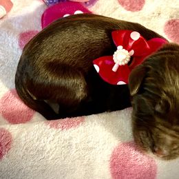 Girl 1 - Double Doodle puppy in Terry, Mississippi from Dixie Magnolia Doodles
