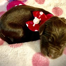 Girl 1 - Double Doodle puppy in Terry, Mississippi from Dixie Magnolia Doodles