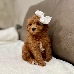 Sugar girl - Red  female Goldendoodle puppy in Rio Linda, California from Plush Doodles