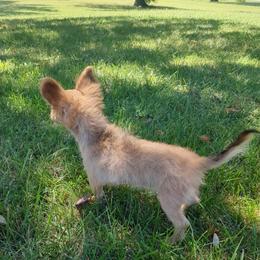 Dayton - Fawn male Chihuahua puppy in Topeka, Kansas from Barbie's Baby Chihuahuas