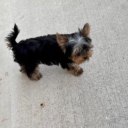 Yorkshire Terrier Puppies from AdmireLondyn Yorkies
