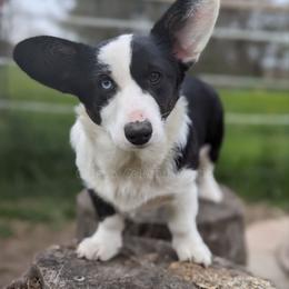Cardigan Welsh Corgi puppies from Chloe's Colorful Corgis