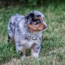 Jasmine - Blue merle female Australian Shepherd puppy in Olivehurst, California from Double M Aussies