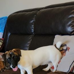 Russell Terrier Puppies from Jumpin' Jack's Terriers