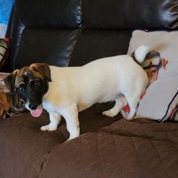Russell Terrier Puppies from Jumpin' Jack's Terriers