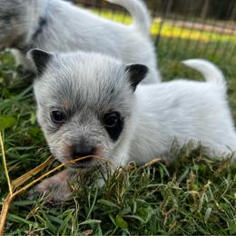 Yellow Collar Boy 4 - Blue male Australian Cattle Dog puppy in Irvington, Kentucky from Dry Valley’s Australian Cattle Dogs