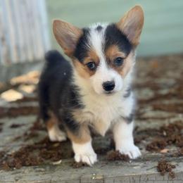 Boysenberry - Black and tan male Pembroke Welsh Corgi puppy in East Oakdale, California from Rhettro Kennels