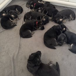 German Shepherd puppies from Ak