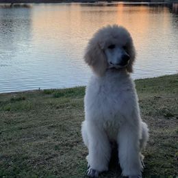 Poodle Puppies from BrioPanache Poodles
