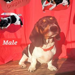 Dragon Fly - Dachshund puppy from Paula's Dachsunds