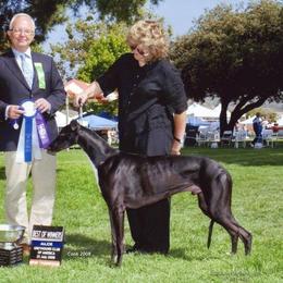 Ayden - Greyhound