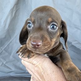 Scrooge - Black and tan male Dachshund puppy in Tonopah, Arizona from Brandie's Dachshunds