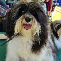 Jupiter - Havanese