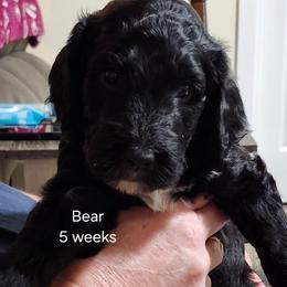 Brown collar Levi - Black male Bernedoodle puppy in Fairmount, Indiana from Capens' Doodles,Poodles and Poo's
