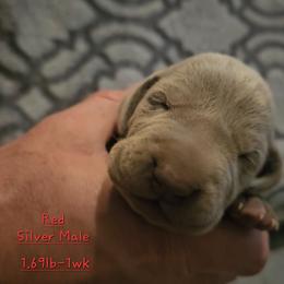 Red Collar - Silver gray male Weimaraner puppy in Indiana from So-IN Weimaraner's