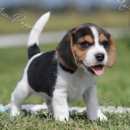 AKC 'Sport' 13 inch - Black tan and white male Beagle puppy in Lamar, Missouri from Marti Acres ~ Boston Terrier & Beagles