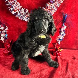 Fern - Black female Poodle puppy in Philadelphia, Pennsylvania from The Stone’s Poodles