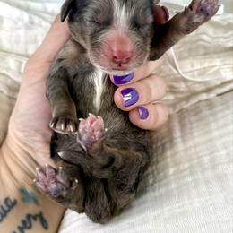 Merle female - Merle female Bernedoodle puppy in Crete, Illinois from Plum Valley Pups