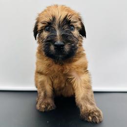 Red - Wheaten male Soft Coated Wheaten Terrier puppy in The Colony, Texas from Wonderful Wheatens