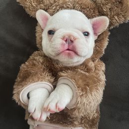 French Bulldog Puppies from Endless Frenchies