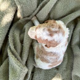 Spots - Parti female Goldendoodle puppy in Shippensburg, Pennsylvania from Diller Doodle Pups