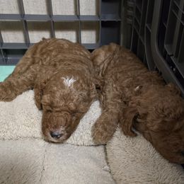 Goldendoodle and Labrador Retriever Puppies from Sagebrush Labradors and Doodles