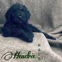 Bernedoodle, Goldendoodle, and Sheepadoodle Puppies from Golden-Doods and Company