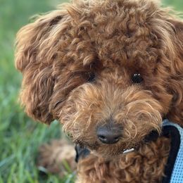 Poodles from Toy.poodlesss