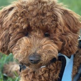 Poodles from Toy.poodlesss