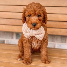 Kronos - Red  male Goldendoodle puppy in Iola, Texas from Supreme Doodles of Texas