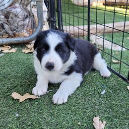 Hawk - Black and white male Border Collie puppy in Morgan, Texas from Shooting Star Ranch