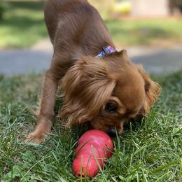 Cavalier King Charles Spaniel Puppies from Reynolds Farms Cavaliers