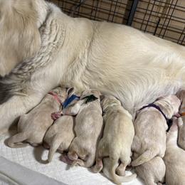 Girl 1 Therapy or Service POTENTIAL - Light golden female Golden Retriever puppy in Yuba City, California from Family Loved Golden Retrievers