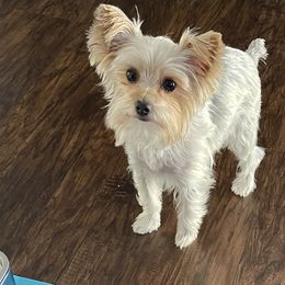 Ivy - Yorkshire Terrier