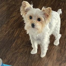 Ivy - Yorkshire Terrier