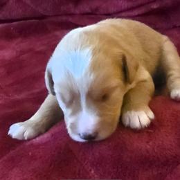 Faith - Apricot female Labradoodle puppy in Churchill County Fallon, Nevada from Card Family Ranch