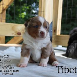 Tibetan - Red merle female Miniature American Shepherd puppy in Franklin, Kentucky from LF Ranch