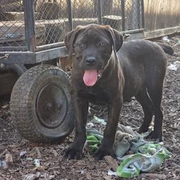 Girl 1 - Black brindle female Cane Corso puppy in Forney, Texas from Dallas Lonestar Bullies
