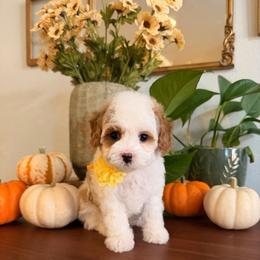 Rip Curl - Blenheim male Cavapoo puppy in Pleasant Grove, Utah from Destination Doodles
