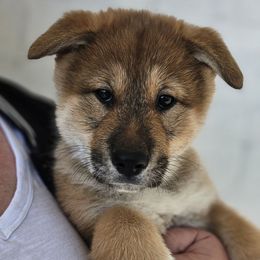 Amiri - Red sesame Shikoku puppy in Virginia from Hachidori Sou