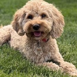 Huck - Goldendoodle
