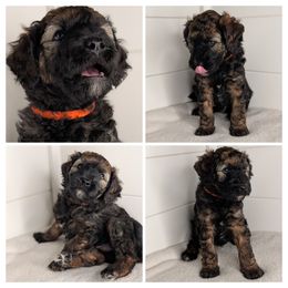 Orange Boy, Sable - Wheaten male Whoodle puppy in Kalispell, Montana from Countryman Whoodles