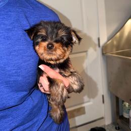 Nene - Black and tan female Yorkshire Terrier puppy in Fort Myers, Florida from Katherine’s Yorkies and Poodles