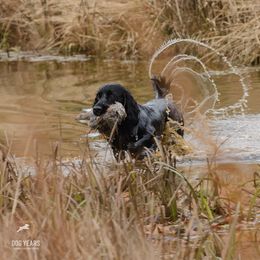English Cocker Spaniel and Pointer All Grown Up from Foxrun Gundogs