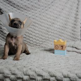 Black collar - Gray and fawn male Cane Corso puppy in Fritch, Texas from Carrie Brown's Cane Corsos
