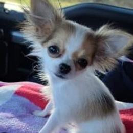 Chihuahua Puppies from Strawberry River Kennel