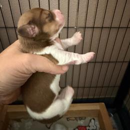 Chocolate an tan girl - Chocolate and tan female Dachshund puppy in Kelso, Washington from New Age Doxies